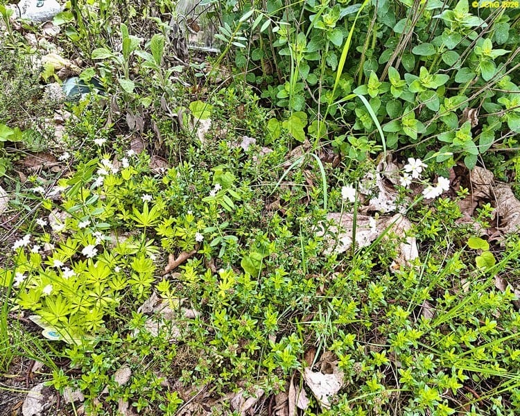 Waldmeister blüht Beet „Mix“, 20. Kalenderwoche 2026