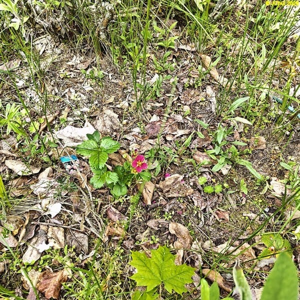 Erdbeerblüte, Beet »Rhabarber«, 21. Kalenderwoche 2026