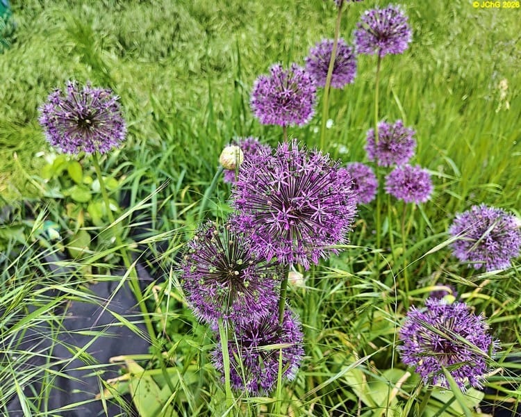 Allium Beet »Rhabarber«, 21. Kalenderwoche 2026