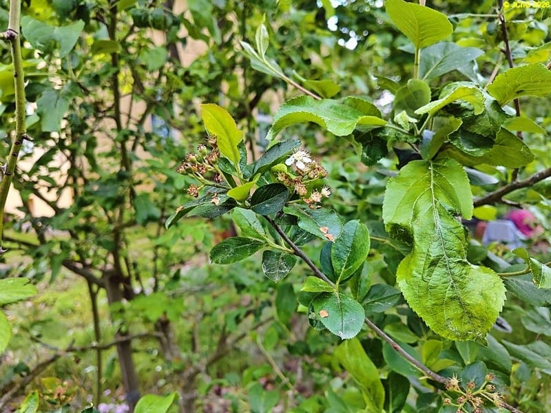 Apfelbeere: Blüte und Beeren, Beet »Lavendel«, 21. Kalenderwoche 2026