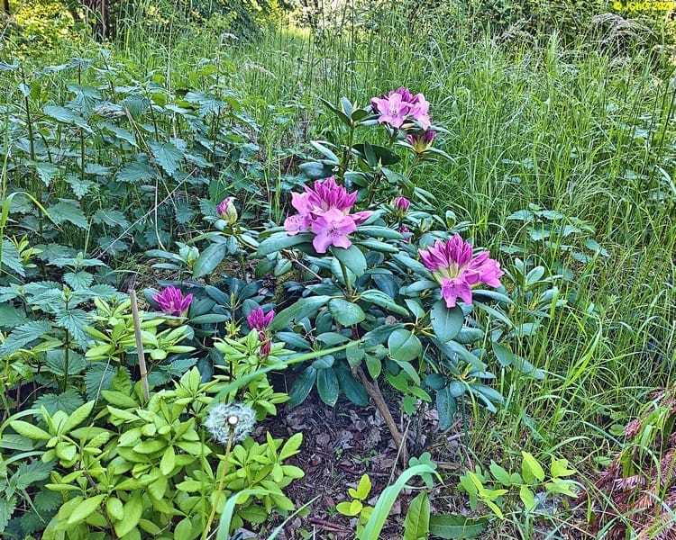 Rhododendron, Beet »Mohrchen«, 21. Kalenderwoche 2026