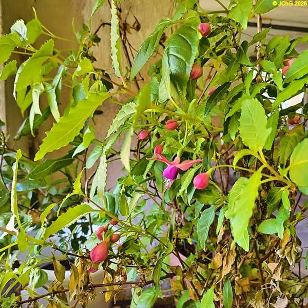 Fuchsien blühen im Keller Ende April 2026