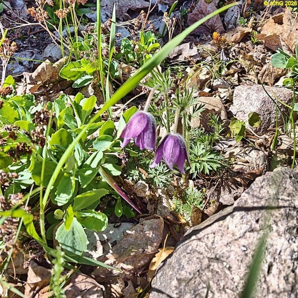 Kuhschelle im Beet „Ahorn“, Ende April 2026