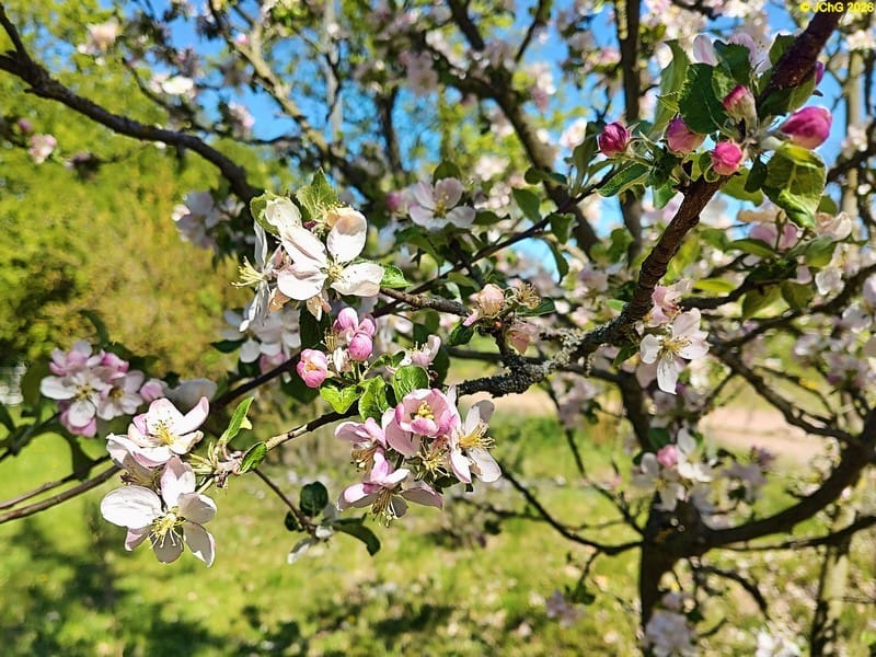 Apfelblüten und Apfelblütenknospen Ende April 2026