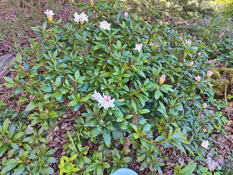 Ein weiterer Rhododendron im Beet „Mohrchen“, Ende April 2026