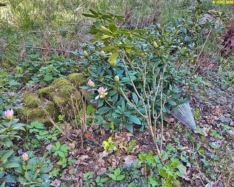 Rhododendron im Beet „Mohrchen“, Ende April 2026