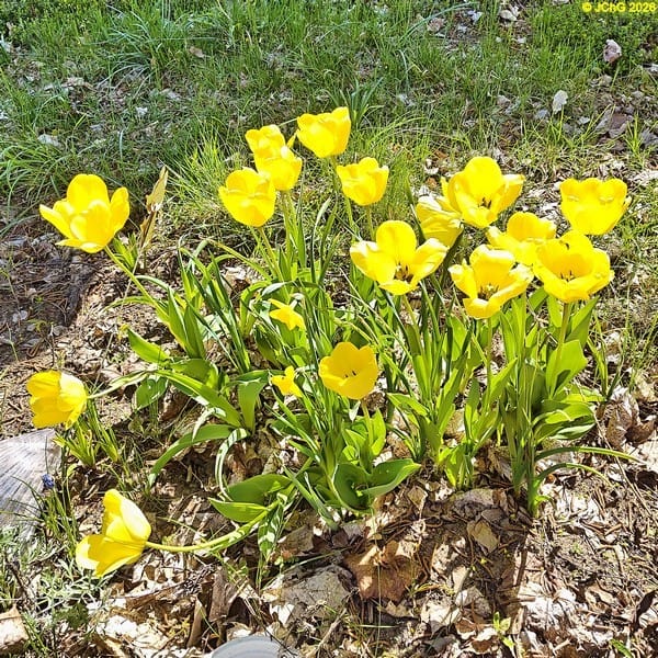 Tulpen im Beet „Sommerflieder“, Ende April 2026