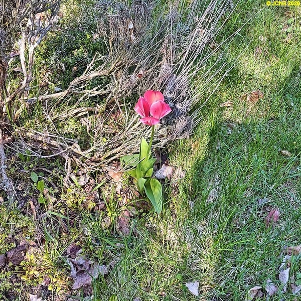 Die Tulpe im Beet „Acht“, Ende April 2026