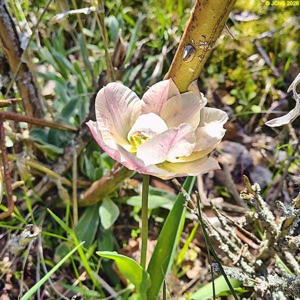 Die Tulpe im Beet „Christian“, Ende April 2026