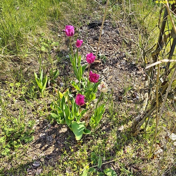 Tulpen im Beet „Bärli“, Ende April 2026