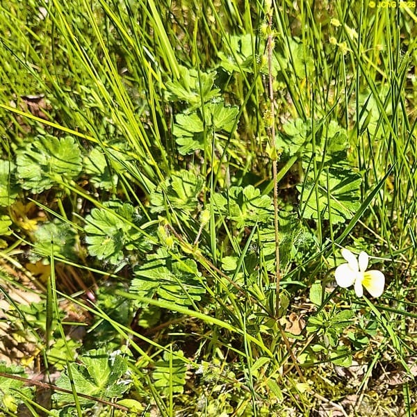Wildes Stiefmütterchen, Anfang Mai 2026