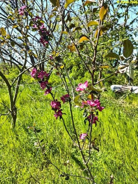 Apfel »Red Love« blüht im Beet „Jostabeere“, Anfang Mai 2026