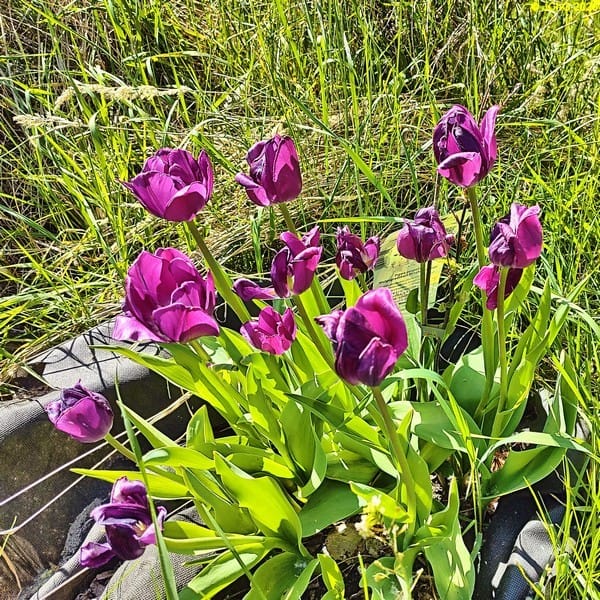 Tulpen im Beet „Sternmagnolie“, Anfang Mai 2026