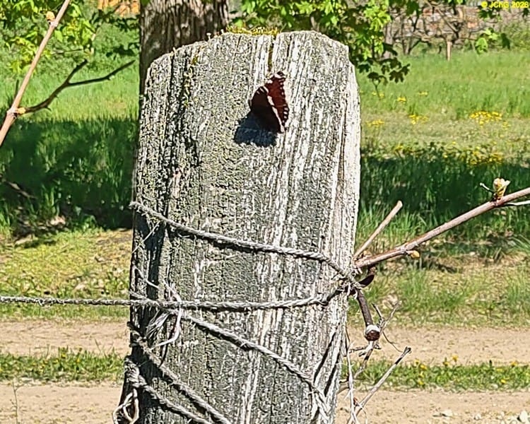 Ein Trauermantel Anfang Mai 2026