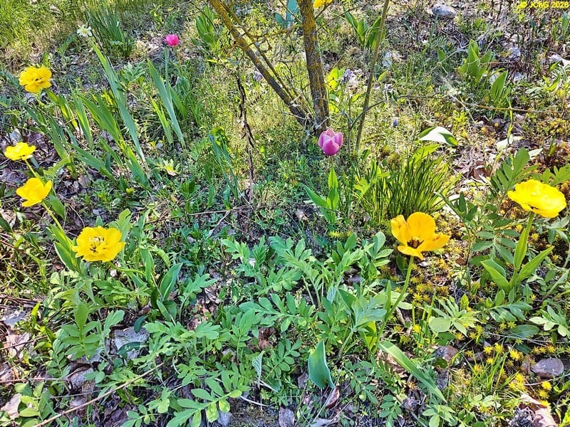 Tulpen im Beet „Omega“, Anfang Mai 2026