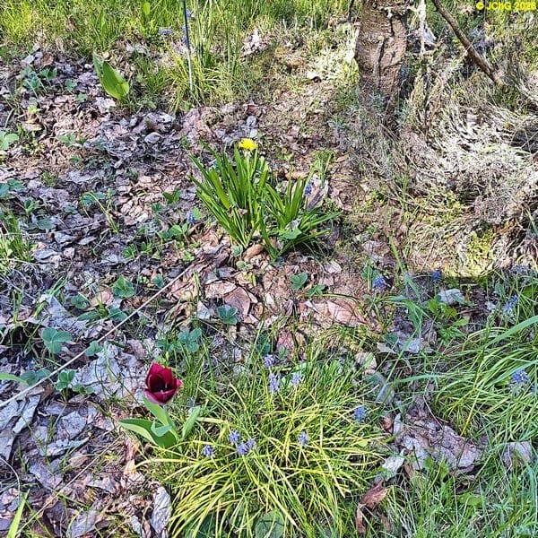 Tulpe, Traubenhyazinthe, Löwenzahn Anfang Mai 2026