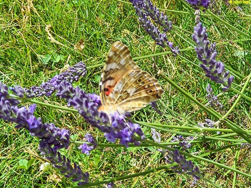 Distelfalter am Lavendel IV, 3.7.2016