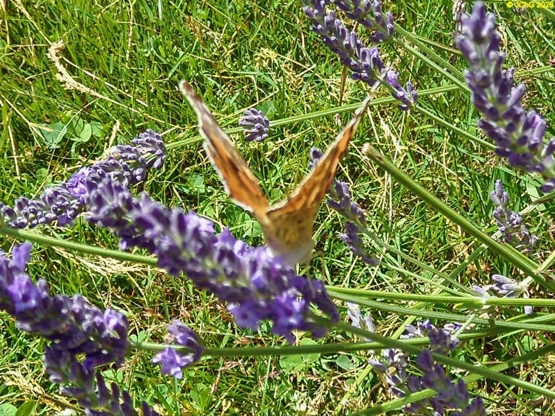 Distelfalter am Lavendel III, 3.7.2016