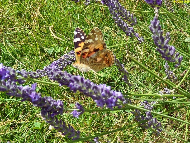 Distelfalter am Lavendel II, 3.7.2016