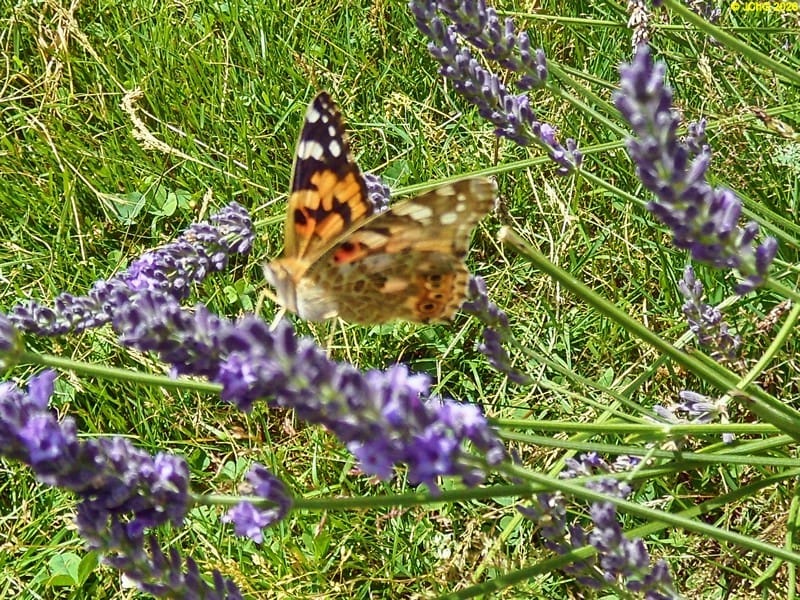 Distelfalter am Lavendel, 3.7.2016