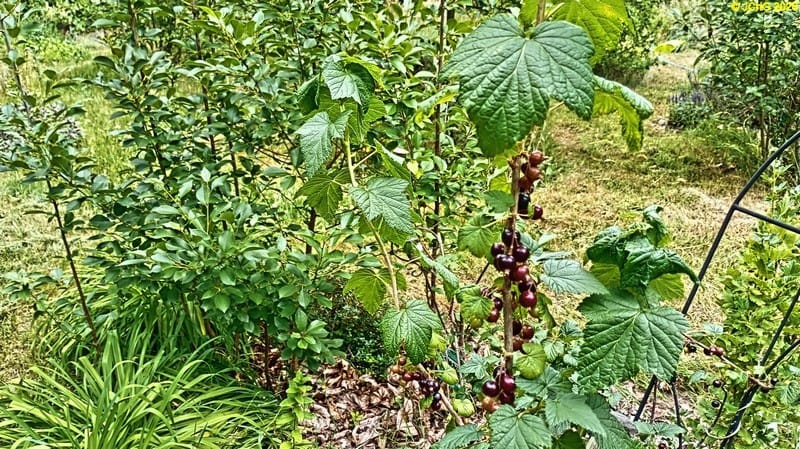 Schwarze Johannisbeeren, Beet „Iris“, 25. Kalenderwoche 2025