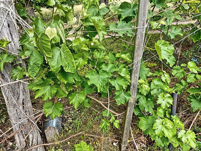 Wein, Beet „Wein“, 25. Kalenderwoche 2025