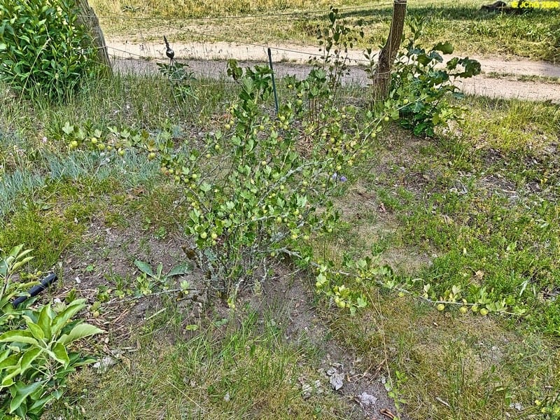 Stachelbeerstrauch, Beet „Elstar“, 25. Kalenderwoche 2025