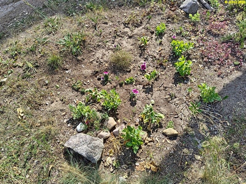 Beet „Ahorn“, 25. Kalenderwoche 2025