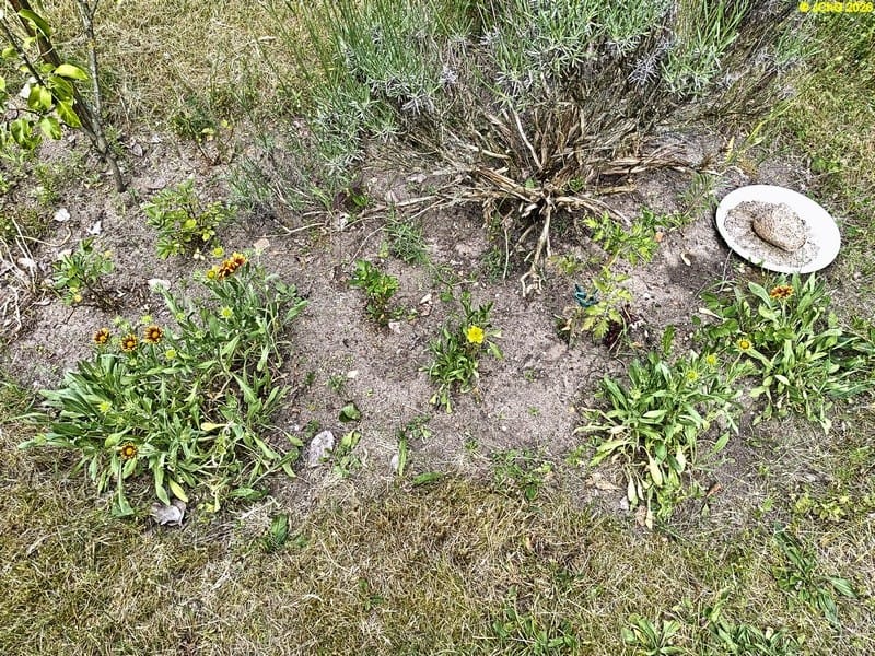 Kokardenblumen ud Lavendel im Beet „Acht“, 25. Kalenderwoche 2025