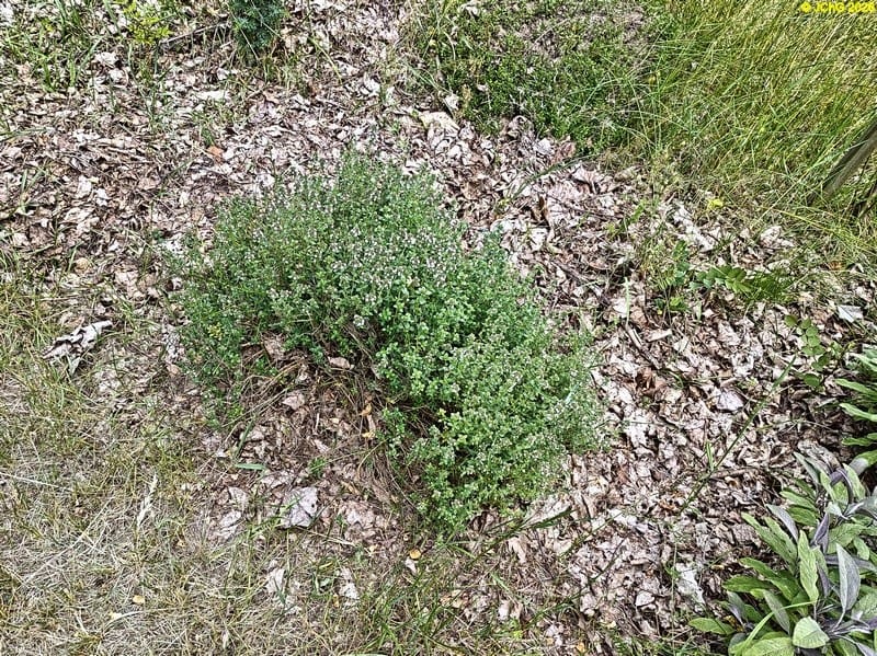 Der Thymian im Beet „Meerrettich“, 25. Kalenderwoche 2025