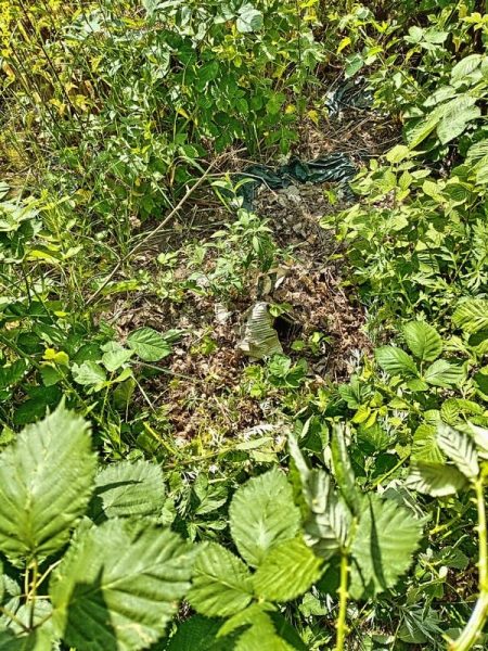 Sommerflieder im Beet „Brombeere“, 25. Kalenderwoche 2025