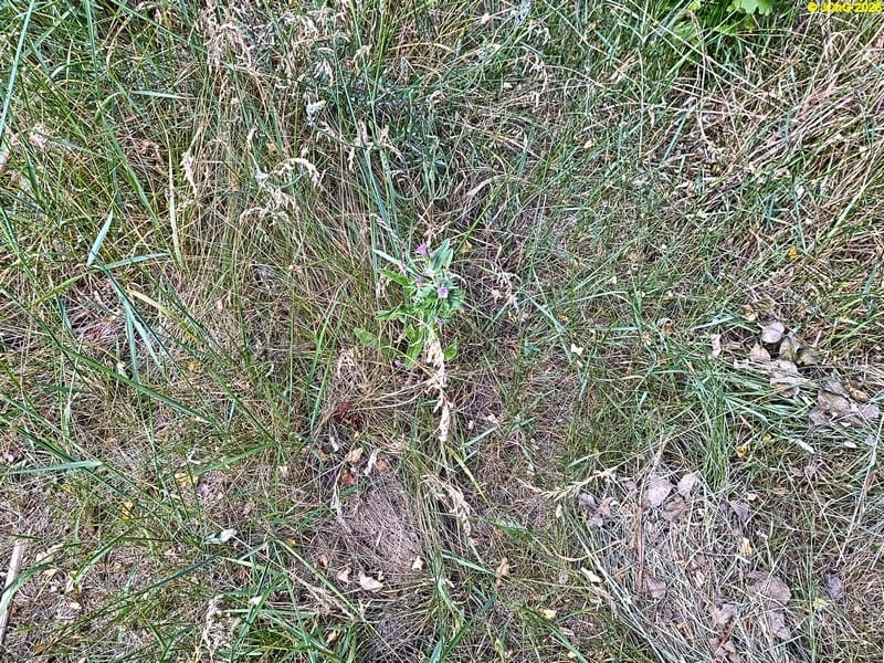 Natternkopf im Beet „Sterbmagnolie“, 25. Kalenderwoche 2025