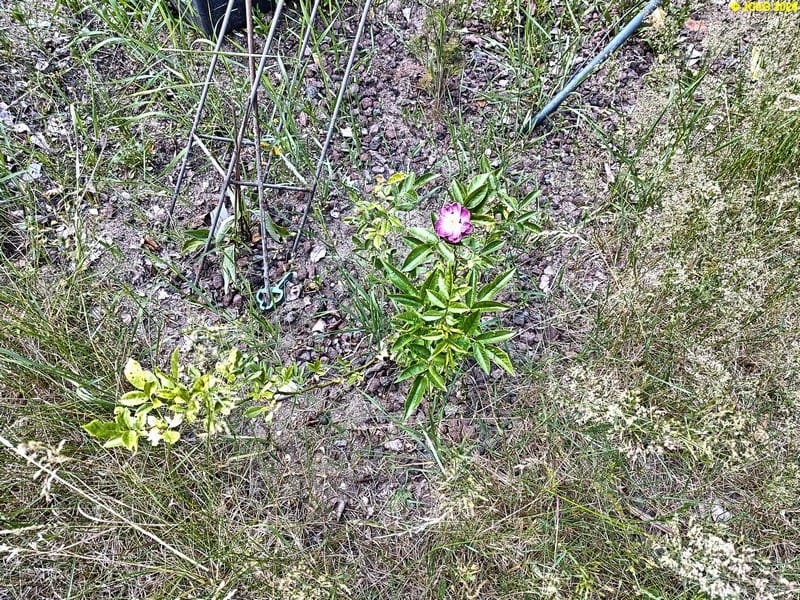 Die Rose im Beet „Erdbreere“, 25. Kalenderwoche 2025