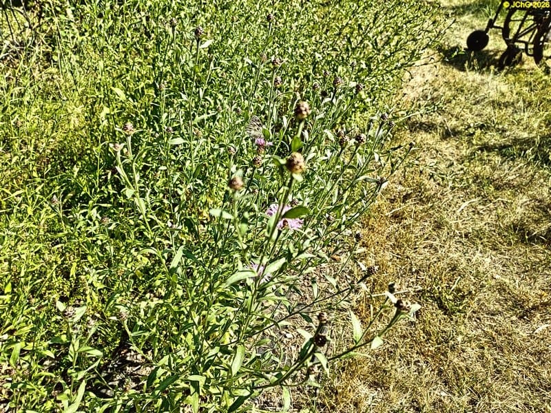 Flockenblumen im Beet „Wein“, 25. Kalenderwoche 2025