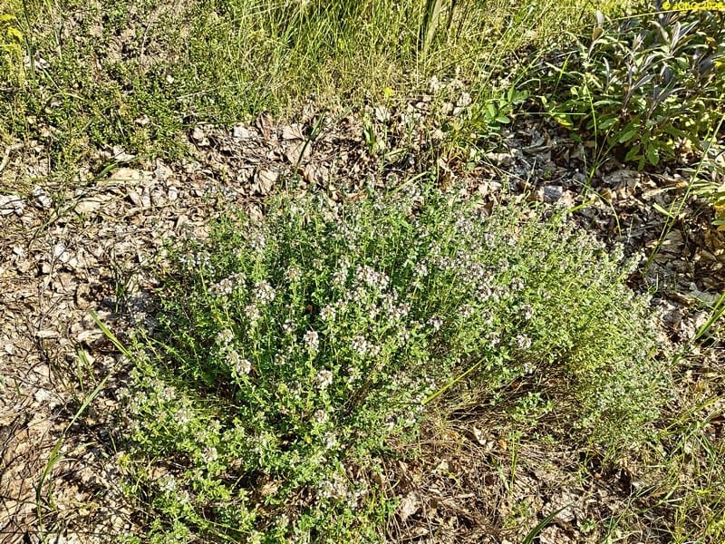 Thymian im Beet „Meerrettich“, 25. Kalenderwoche 2025