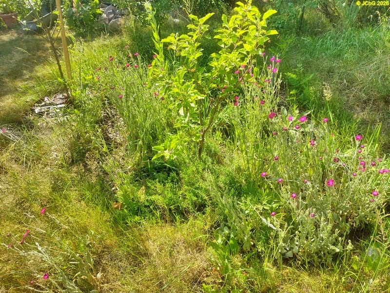 Beet „Boskop“, 25. Kalenderwoche 2025
