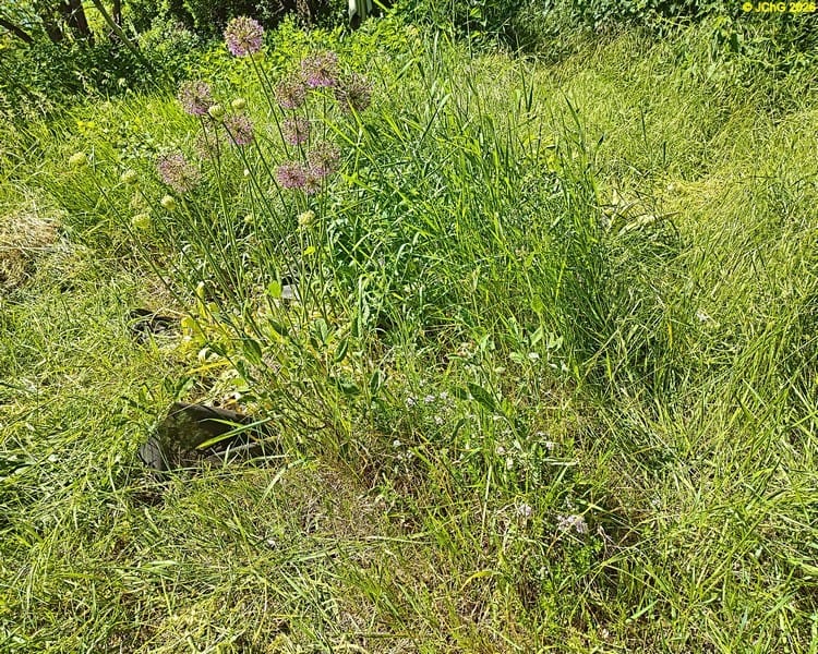 Salbei, Thymian und Allium, Beet „Rhabarber“, 22. Kalenderwoche 2026