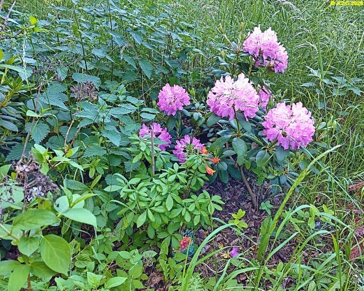 Azaleen und Rhododendron, Beet „Mohrchen“, 22. Kalenderwoche 2026