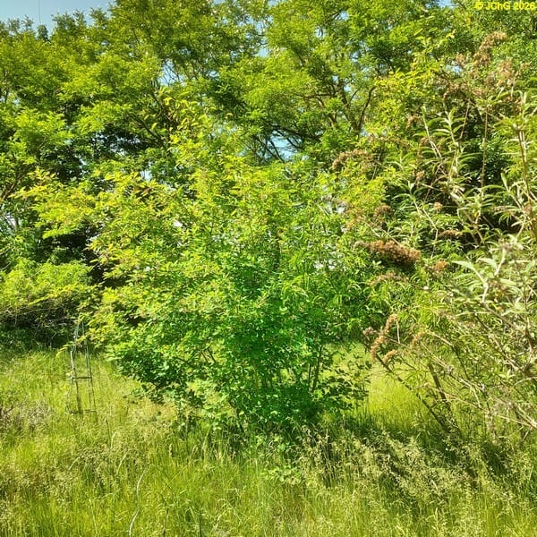 Kupferfelsenbirne, Beet „Kupferfelsenbirne“, 22. Kalenderwoche 2026