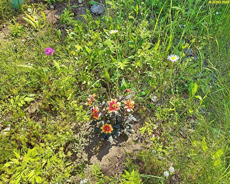 Flockenblume, Dahlie und Margerite, Beet „Omega“, 22. Kalenderwoche 2026