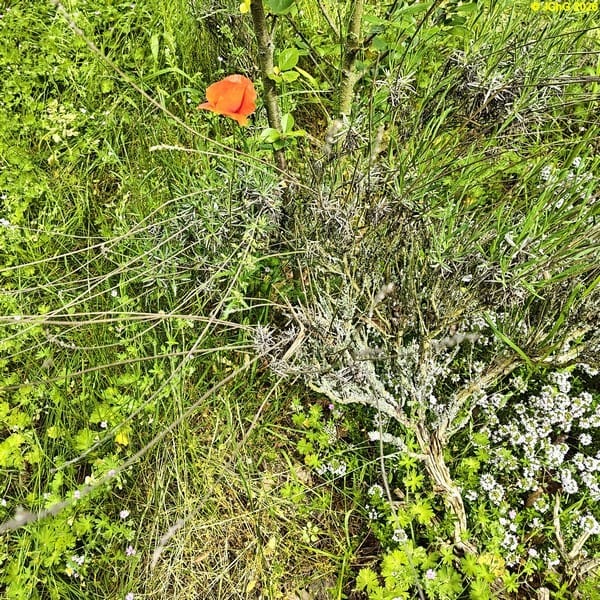 Mohnblume und Lavendel Beet „Acht“, 22. Kalenderwoche 2026
