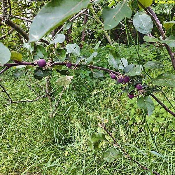 Kleine Äpfel am Apfelbaum »Red Love«, 22. Kalenderwoche 2026