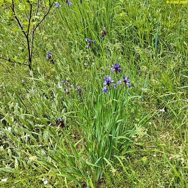 Iris Beet „Boskop“, 22. Kalenderwoche 2026