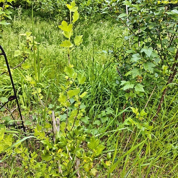 Kleine Stachelbeeren, 22. Kalenderwoche 2026