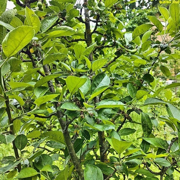 Kleine Äpfel am Apfelbaum »Melba«, 22. Kalenderwoche 2026