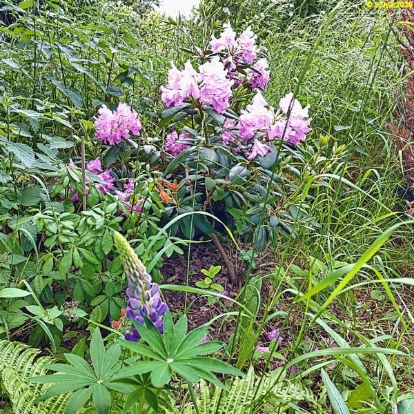 Lupine, Azaleen, Rhododendrons, Beet „Mohrcehn“, 23. Kalenderwoche 2026