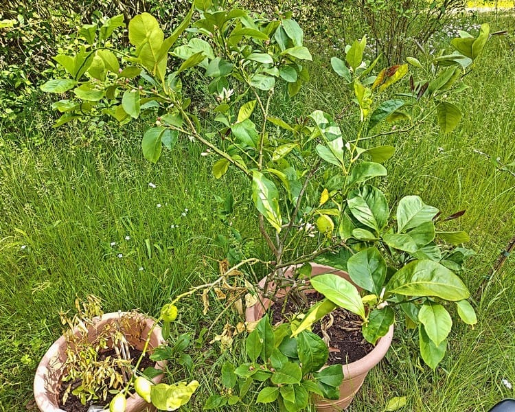 Limettenbaum, Beet „Spargel“, 23. Kalenderwoche 2026