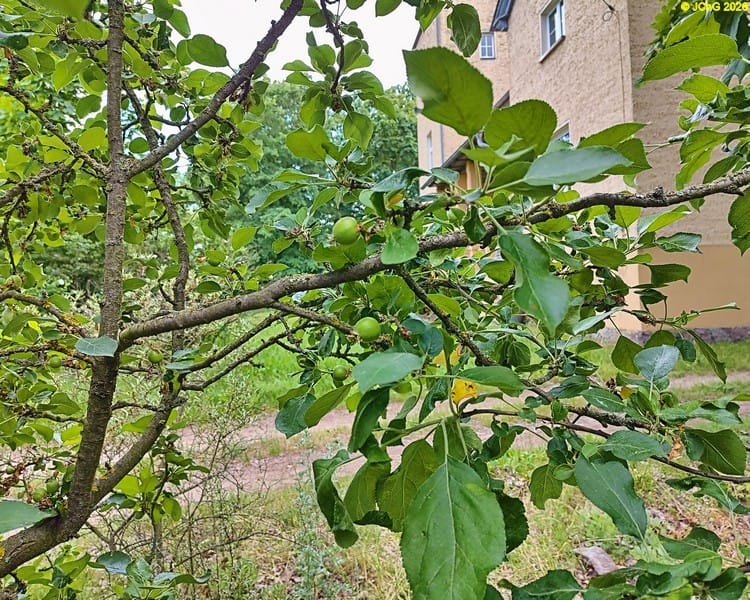 Kleine Äpfel, Beet „Sanddorn“, 23. Kalenderwoche 2026