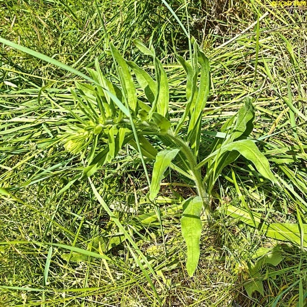 Natternkopf Beet „Sternmagnolie“, 23. Kalenderwoche 2026