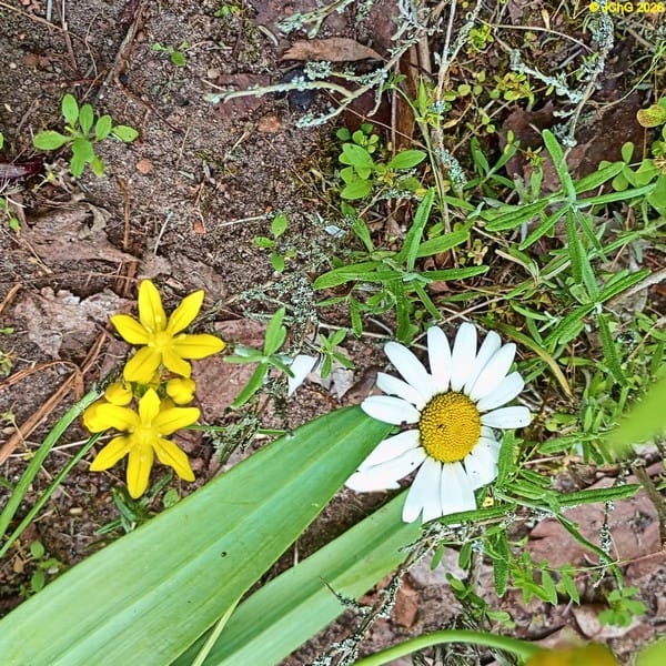 Wald-Gelbstern und Margerite, Beet „Omega“, 23. Kalenderwoche 2026